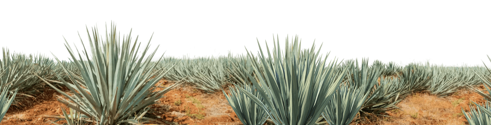 Picture of agave plants in the desert