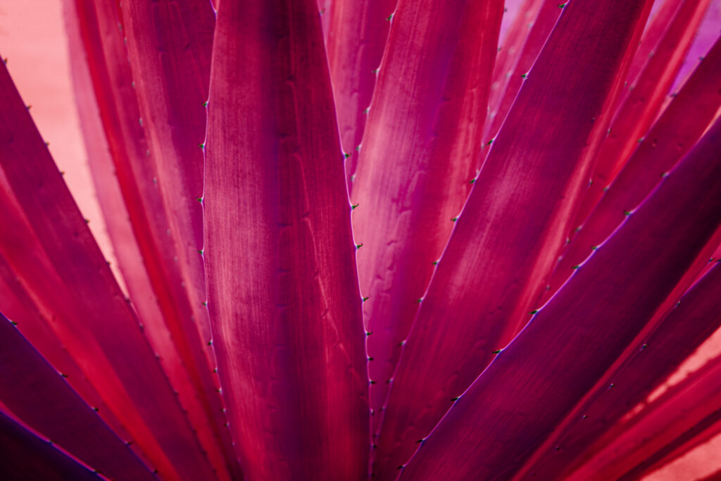 Closeup agave cactus textures, abstract natural purple background - Rosa Mexicano