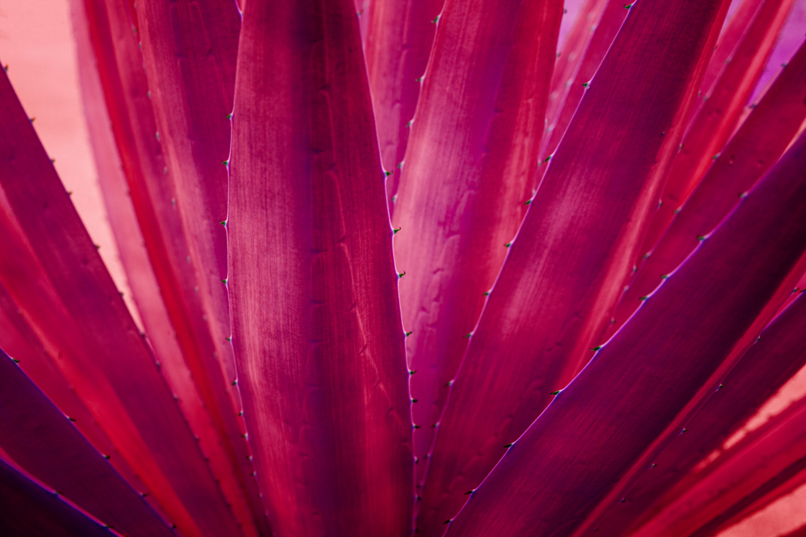 Close-up of an agave heart, the plant that answers what is mezcal made from.